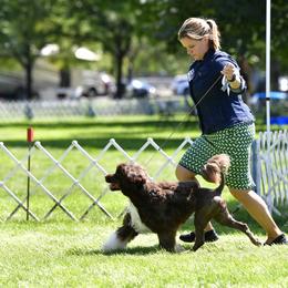 Portuguese Water Dog Puppies from Allegiance Portuguese Water Dogs