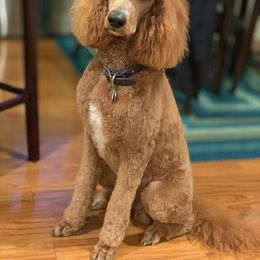 Goldendoodle and Poodle Puppies from Garden of Weedin