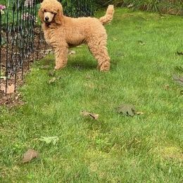 Poodle Puppies from Sheila Knutson