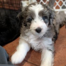 Aphrodite - Blue merle female Aussiedoodle puppy in New Durham, New Hampshire from Ridgeview Aussiedoodles