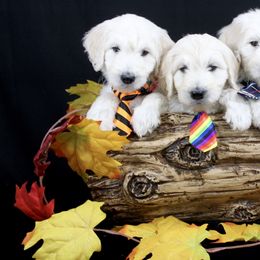 Bernedoodle and Goldendoodle Puppies from Dawg'on Doodles