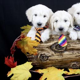 Bernedoodle and Goldendoodle Puppies from Dawg'on Doodles