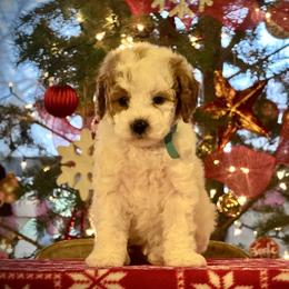 Boy 1 - Blenheim male Cavapoo puppy in Ivins, Utah from Taylia's Cavapoos