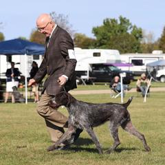 German Wirehaired Pointer All Grown Up from Humdinger Kennel