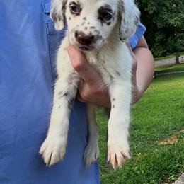 Olivia - White and liver brown female Dalmatian puppy in Bremen, Georgia from Clark’s Dalmatians