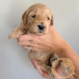 Torrey (maroon collar) - Cream female Goldendoodle puppy in Murrieta, California from Apricot Poodles & Goldendoodles, LLC