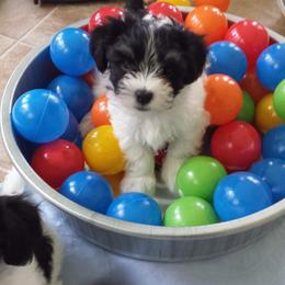 Havanese Puppies from Willow Springs Havanese
