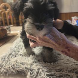 Miniature Schnauzer Puppies from Aljamar and suelen