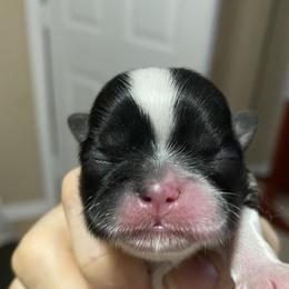 Shih Tzu Puppies from Willow Lane Shih Tzus