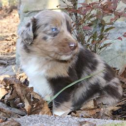 Nezuko - Red merle female Australian Shepherd puppy in Macon, Georgia from Shaina’s Shepherds