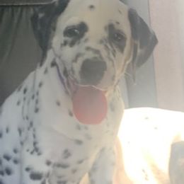 Dalmatian Puppies from River Bend Barkery