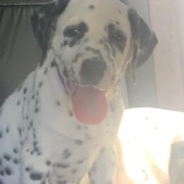 Dalmatian Puppies from River Bend Barkery