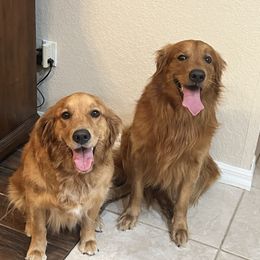 Molly - Golden Retriever