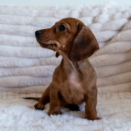 Buffet - Red male Dachshund puppy in Temecula, California from Naomi Magee's Dachshund Kennel