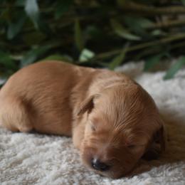 Aussiedoodle and Goldendoodle Puppies from Classic City Doodles