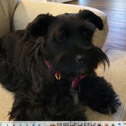 Charlie - Miniature Schnauzer