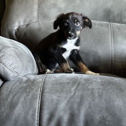 BTM1 - Black tri male Miniature Australian Shepherd puppy in Lexington, Nebraska from Osborne's Aussies