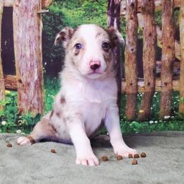 MJ - White and red merle female Border Collie puppy in Avilla, Indiana from Borderline Kennels