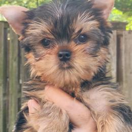 Mister - Blue and gold male Yorkshire Terrier puppy in Potomac, Maryland from Fabiana's Yorkshire Terriers