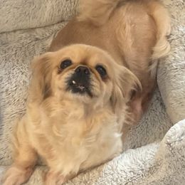 Teresita - Pekingese