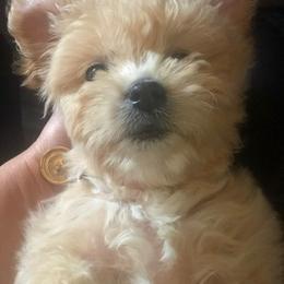 Joy - Goldendoodle