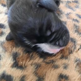 Girl 2 - Brindle Boxer puppy in Ellensburg, Washington from Savvy Boxers Seattle