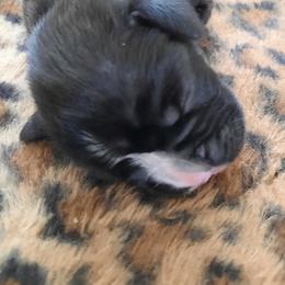 Girl 2 - Brindle Boxer puppy in Ellensburg, Washington from Savvy Boxers Seattle