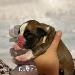 Boxer Puppies from Von Royal Dell’Infinite