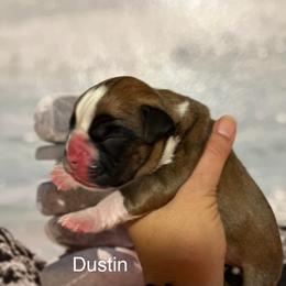 Boxer Puppies from Von Royal Dell’Infinite