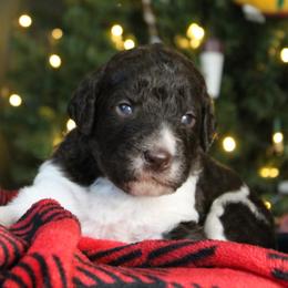 Labradoodle puppies from Lees Reach Farm