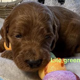 Light Green - Chocolate female Goldendoodle puppy in Clermont, Florida from Da Ruba Doodles
