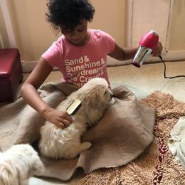 Golden Retriever Puppies from West Coast Cream Goldens