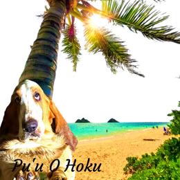 Pu'u O Hoku (Hill of Stars) - Red and white male Basset Hound puppy in Honolulu, Hawaii from Sun’Hawaii Basset Hound