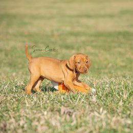German Shorthaired Pointer and Vizsla Puppies from Nosam kennels