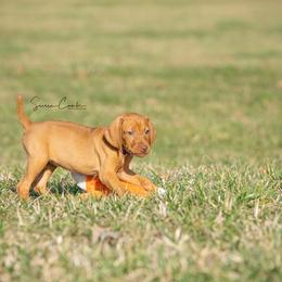 German Shorthaired Pointer and Vizsla Puppies from Nosam kennels