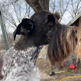 Cash - Miniature Schnauzer
