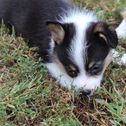 Pembroke Welsh Corgi Puppies from Fire Sweep Ranch