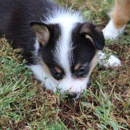 Pembroke Welsh Corgi Puppies from Fire Sweep Ranch