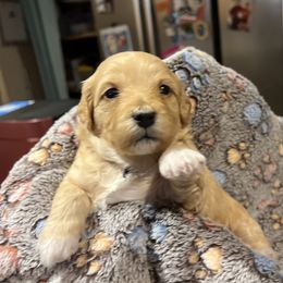 Purple girl - Fawn female Companion Cross puppy in Arlington, Washington from Havanese With Love Breeding Co.