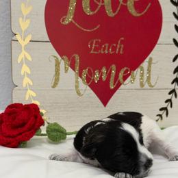 Spud-Baby boy 4 - Parti male Miniature Schnauzer puppy in Sacramento, California from Valdez Mini Schnauzers