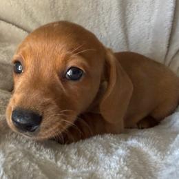 Boy 1 - Fawn (Isabella) male Dachshund puppy in Cherokee, Oklahoma from Special “K” Dachshunds