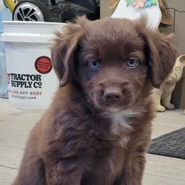 Iris - Red & white female Australian Shepherd puppy in Northfield, New Hampshire from A to Z Australian Shepherds