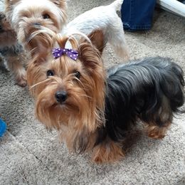 Yorkshire Terriers from Anks Toys Yorkshire terriers