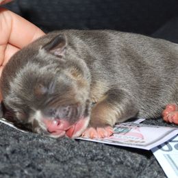 Barbecue - Blue tri-color male American Bully puppy in Orlinda, Tennessee from SimplyBullies