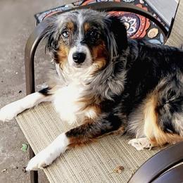 Sadie - Miniature Australian Shepherd