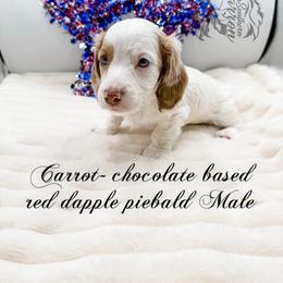 Carrot - Dapple male Dachshund puppy in Prairieville, Louisiana from Southern Barron Danes & Dachshunds