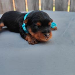 Mis. Baby blue - Black and gold female Yorkshire Terrier puppy in Woodway, Texas from The Yorkie Empire