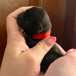Adam - Black male Pomeranian puppy in Springfield, Missouri from Hope Mountain Pomeranians
