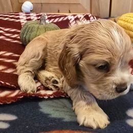 Doc - Buff and white male Cocker Spaniel puppy in Platteville, Wisconsin from Elk Grove Cocker Spainels