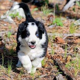 Axl - Black and white male Border Collie puppy in Custer, South Dakota from Pinpoint Border Collies